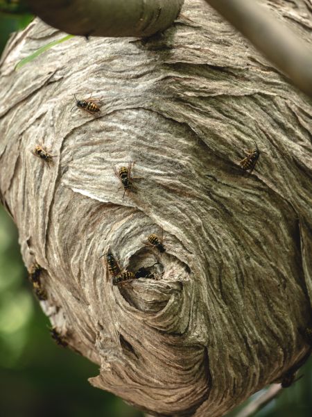Wasp Hive Removal - Wasp Hive Removal Waterford, Michigan