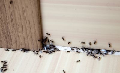 Ant Control Service in Arlington, TX