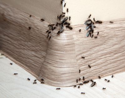 Ant Control Service in Rockwall, TX