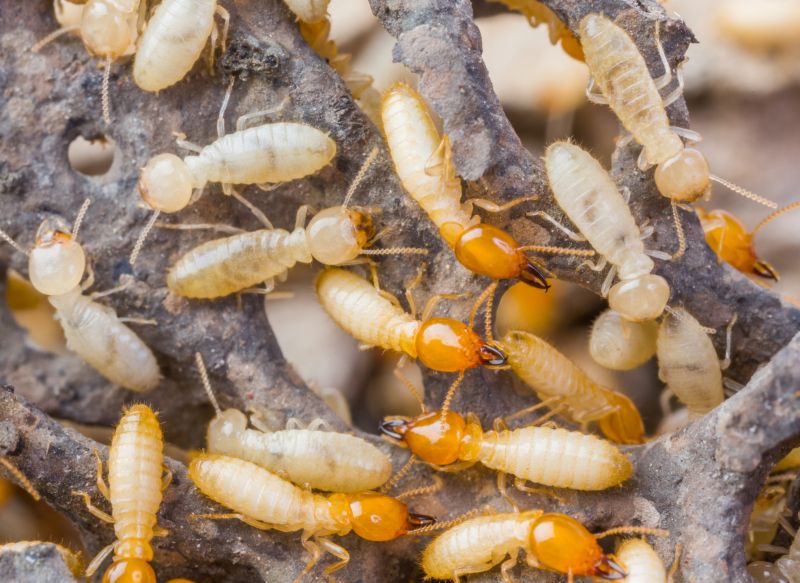 Commercial Termite Treatment in Frisco, TX