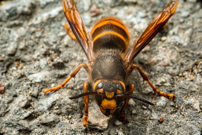 Common Stinging Insects That Invade Homes