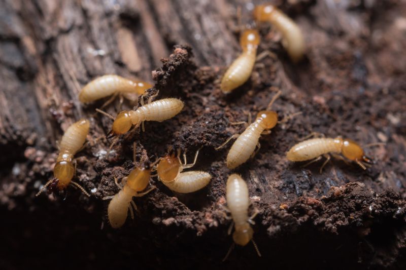 Termite Treatment Service in Katy, TX
