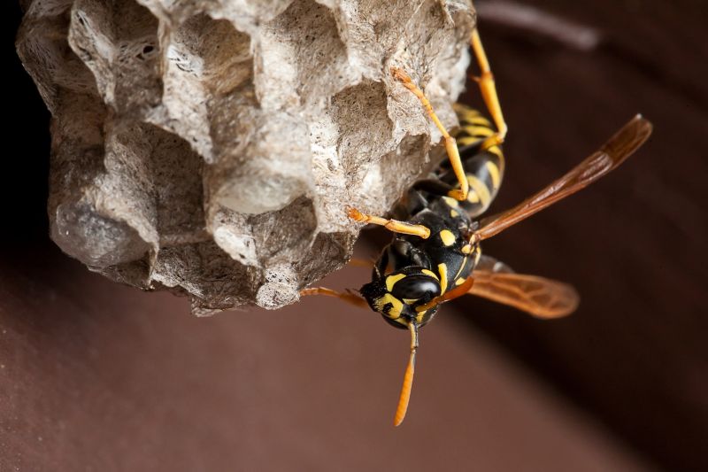 Indoor Wasp Nests