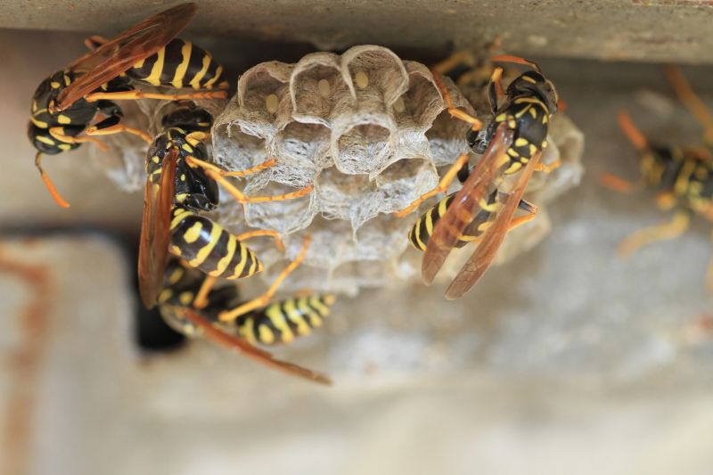 Wasp Control Solutions