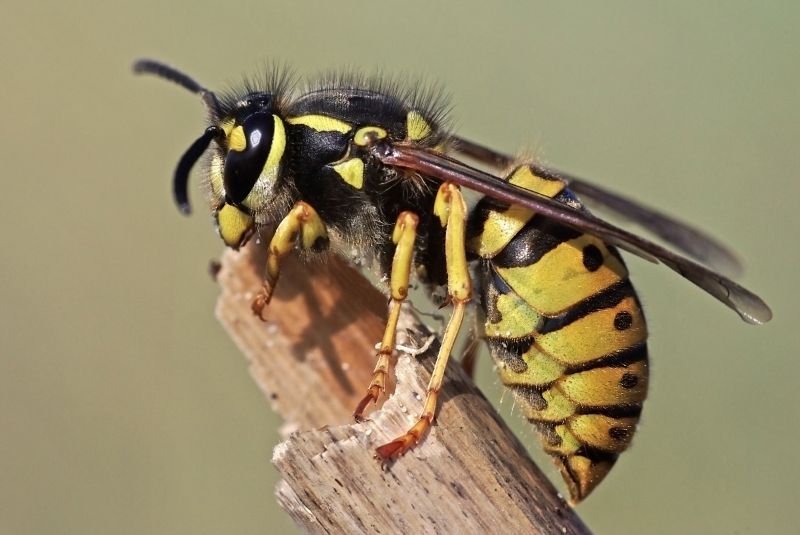Wasp Extermination Service