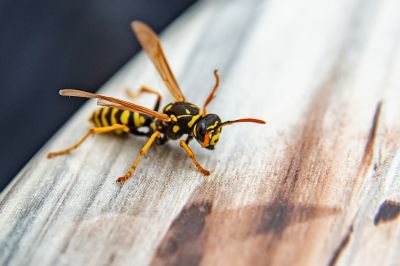 Wasp Extermination Service